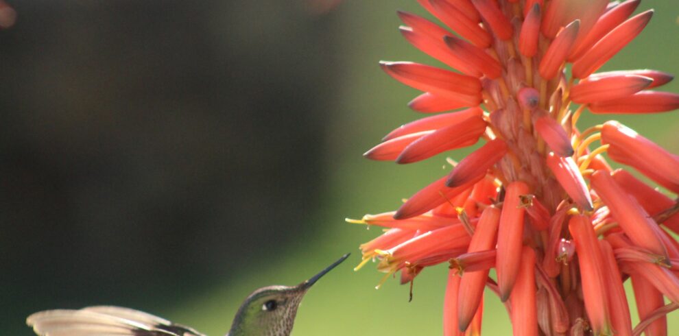 denisse-goldfarb-Oy6nxWVj630-unsplash